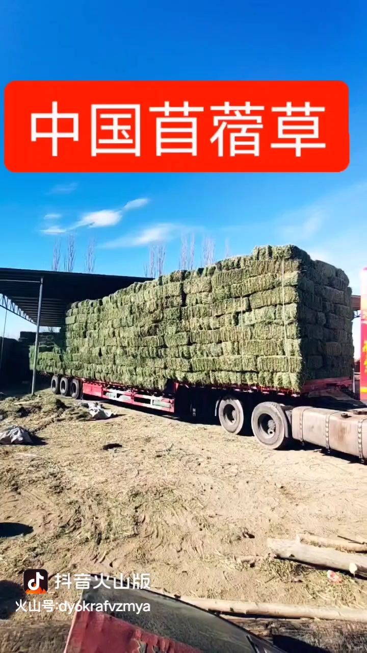 苜蓿草饲料  紫花苜蓿草批发 宁夏苜蓿草质量好 蛋白高 水分