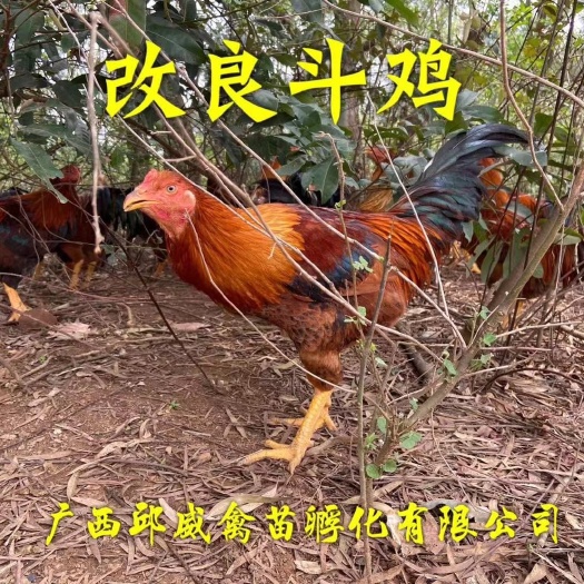 广州改良斗鸡苗