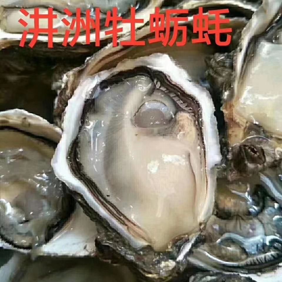 长牡蛎  生蚝鲜活烧烤生蚝福建生蚝牡蛎一件50-100斤