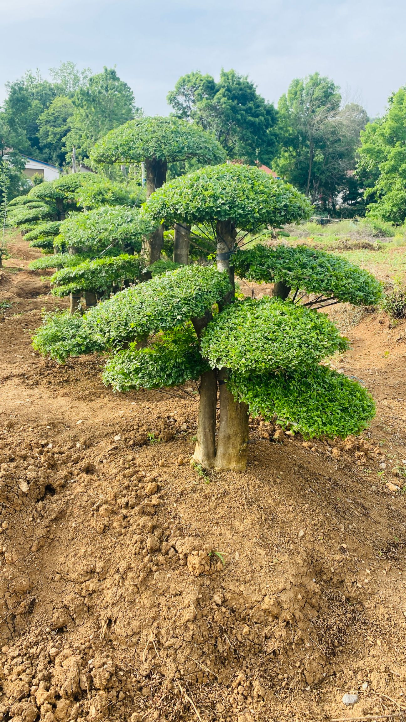 对节白蜡，1.8米高工程苗