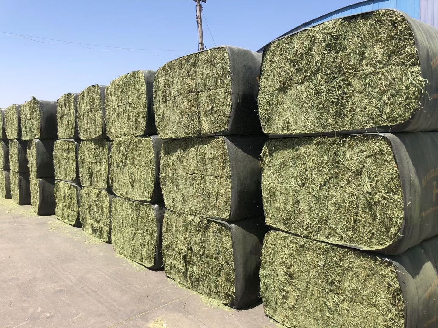 苜蓿草饲料  紫花苜蓿草批发 宁夏苜蓿草质量好 蛋白高 水分