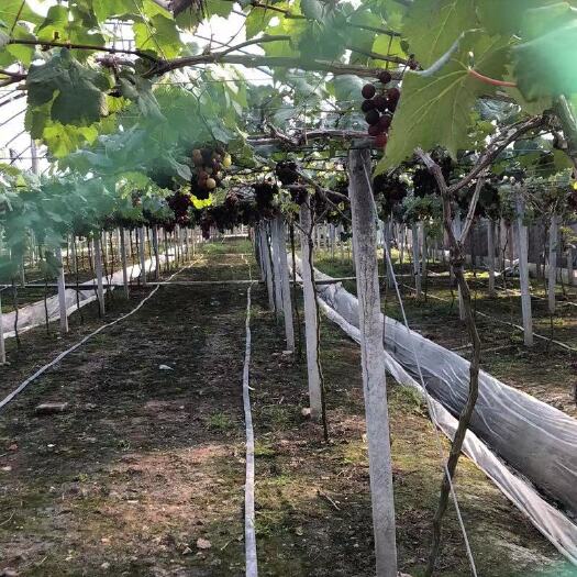温岭市巨峰葡萄，5月份现货采摘，有意向的直接联系，随时在线