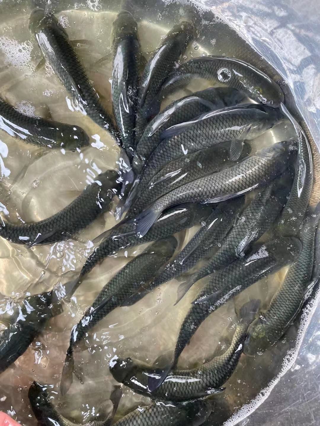 草鱼苗，身长快大抗病体良种苗，一手货源量大优惠，欢迎咨询订购