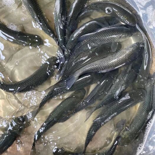 南宁草鱼苗，身长快大抗病体良种苗，一手货源量大优惠，欢迎咨询订购