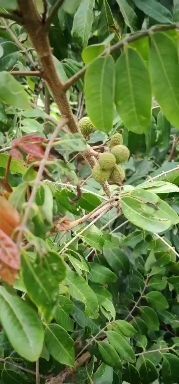 灵山县石峡龙眼苗  包邮精品【石硖龙眼，储良龙眼苗，国庆龙眼嫁接苗