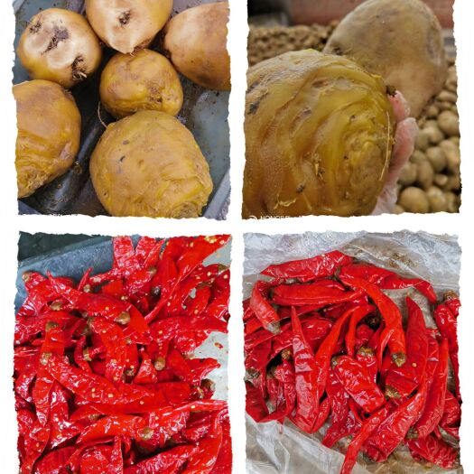 天津高盐芥菜头，、个头大，质量好，价格美丽，今年量小，抓紧备货