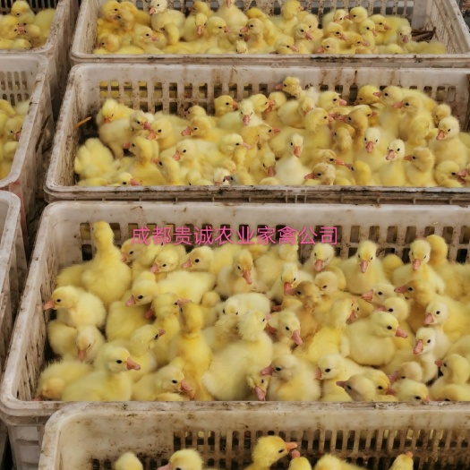 金堂县大三花鹅苗