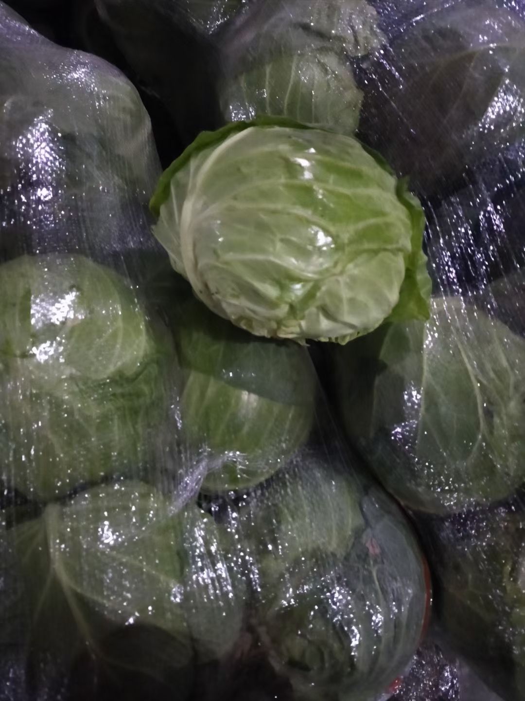 中甘系列  甘蓝