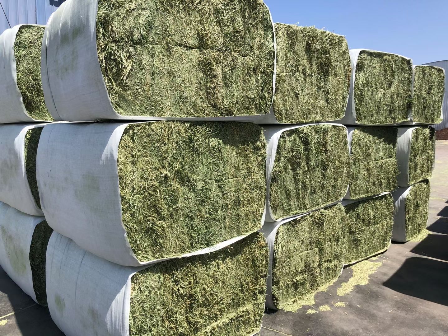 苜蓿草饲料  紫花苜蓿草批发 宁夏苜蓿草质量好 蛋白高 水分