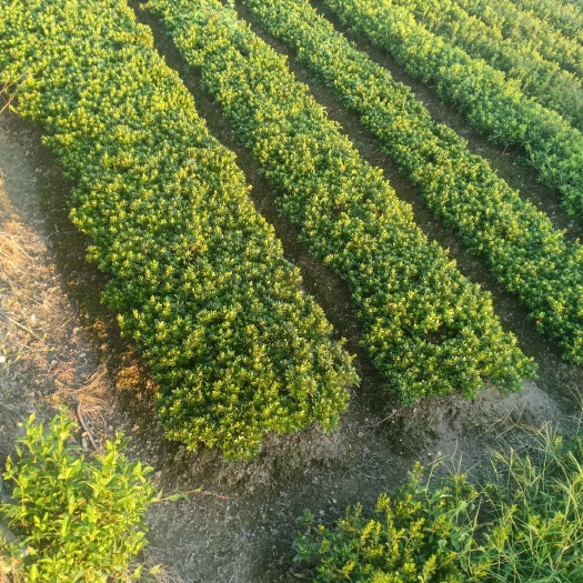 宁波 精品自产自销毛鹃，杜鹃茶梅，红花继木，红叶石楠，桂甲冬青