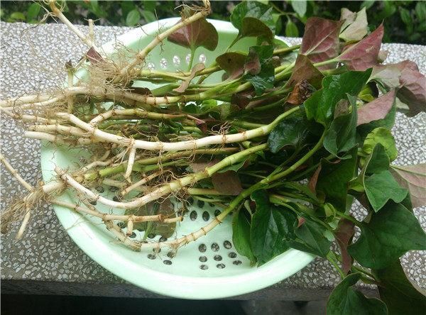 霍山县鱼腥草根 鱼腥草大量供应