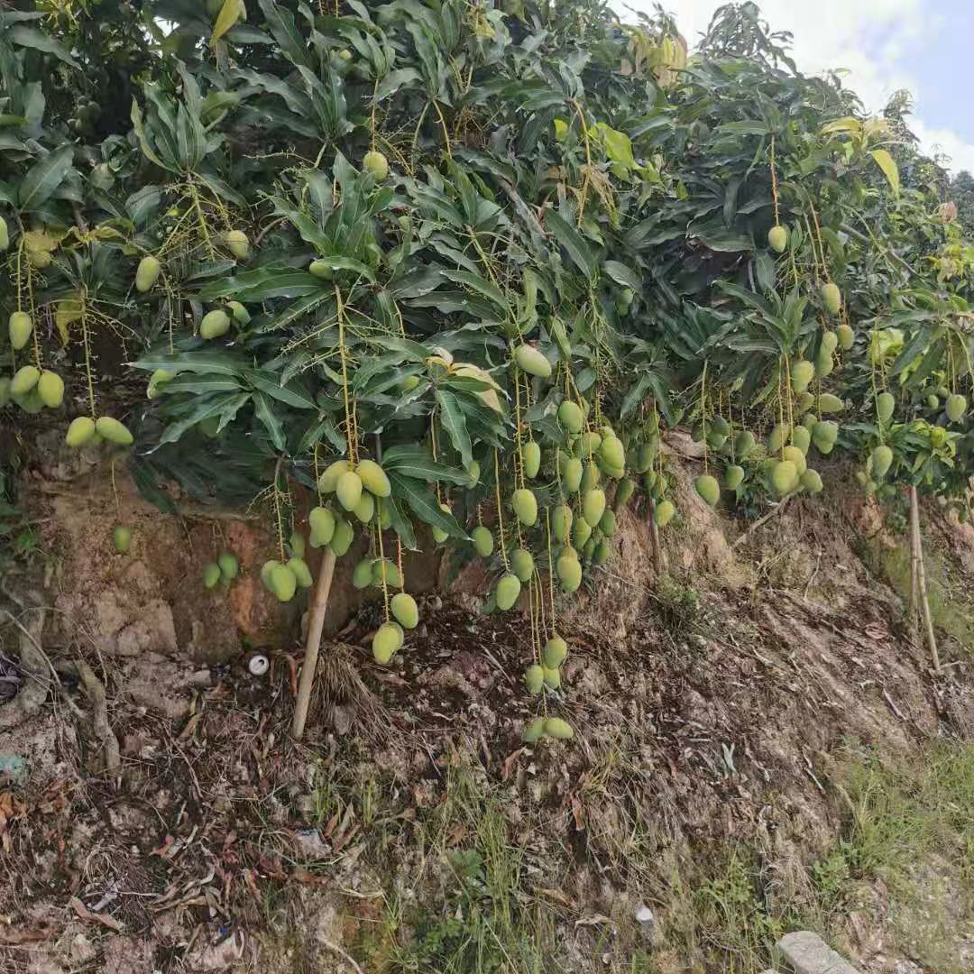 台农芒 海南三亚小台芒