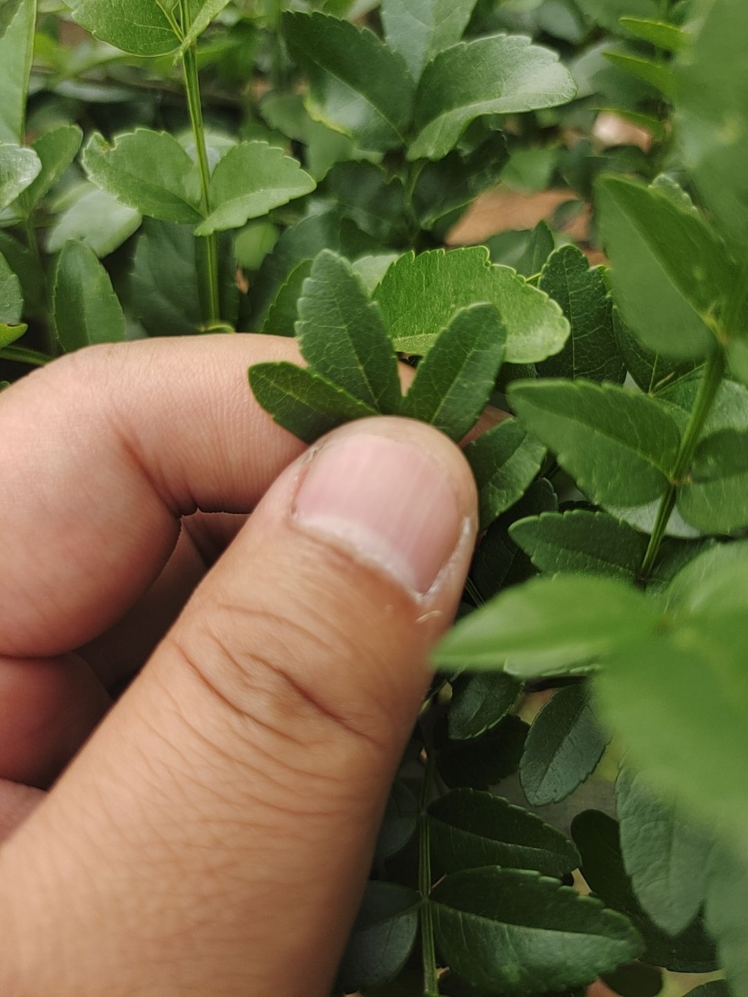 对节白蜡，1.8米高工程苗