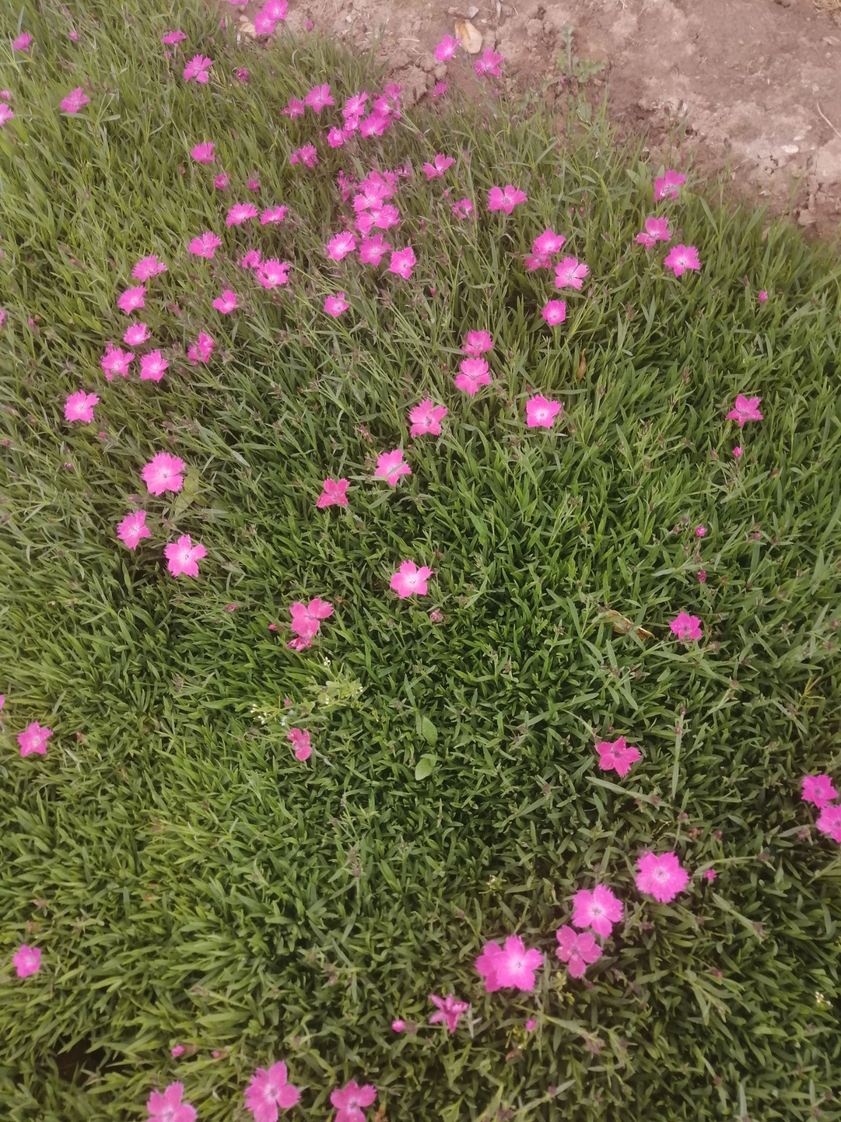 瓜子黄杨 苗木种植黄杨迎春欧石竹龙柏