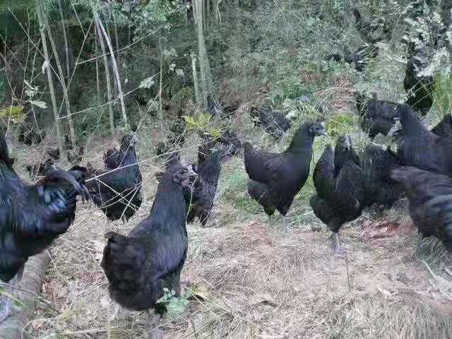乌骨鸡苗  云南盐津乌鸡苗 全黑无骨鸡苗-出壳包打疫苗