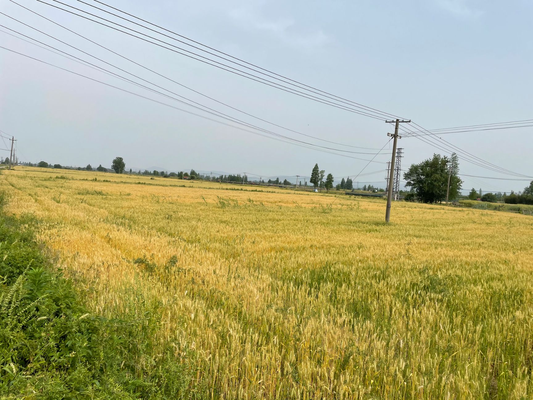 旱地 村集体土地供应