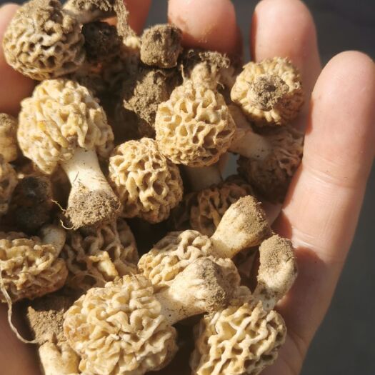 丰宁县红菇 纯野生羊肚蘑