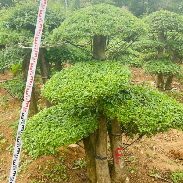 对节白蜡古装盆景