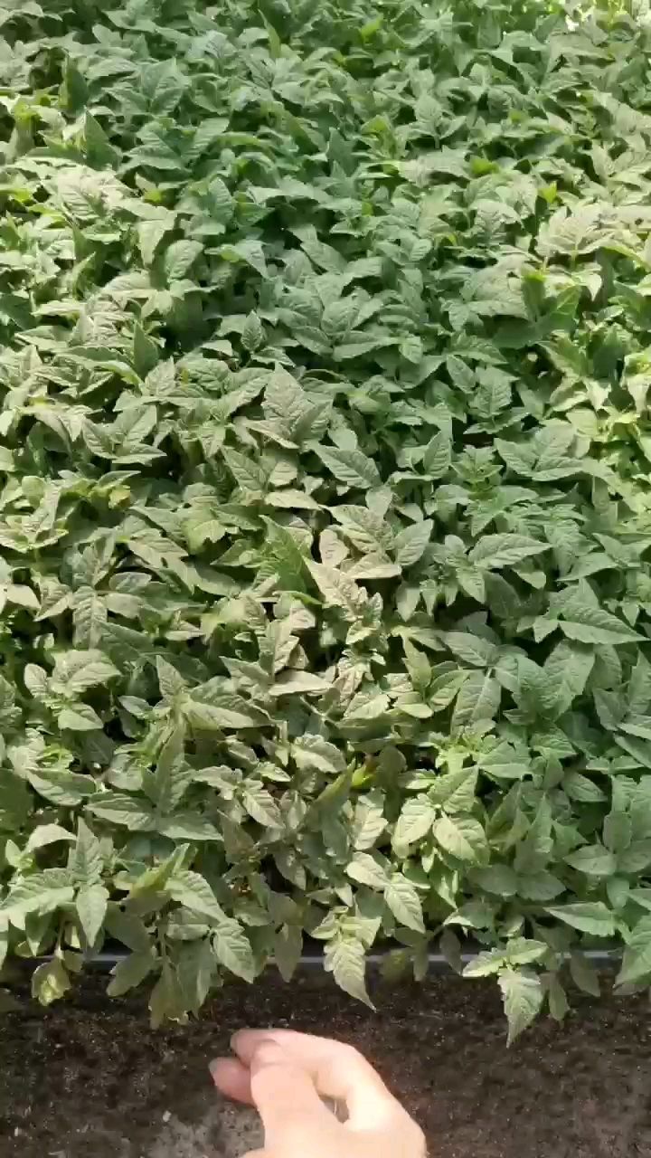 草莓西红柿苗，口感西红柿苗，草莓西红柿苗，铁皮柿子