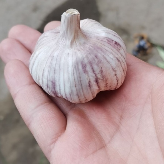 红皮蒜  紫皮蒜/早熟蒜/冷库蒜/蒜米料/各种规格