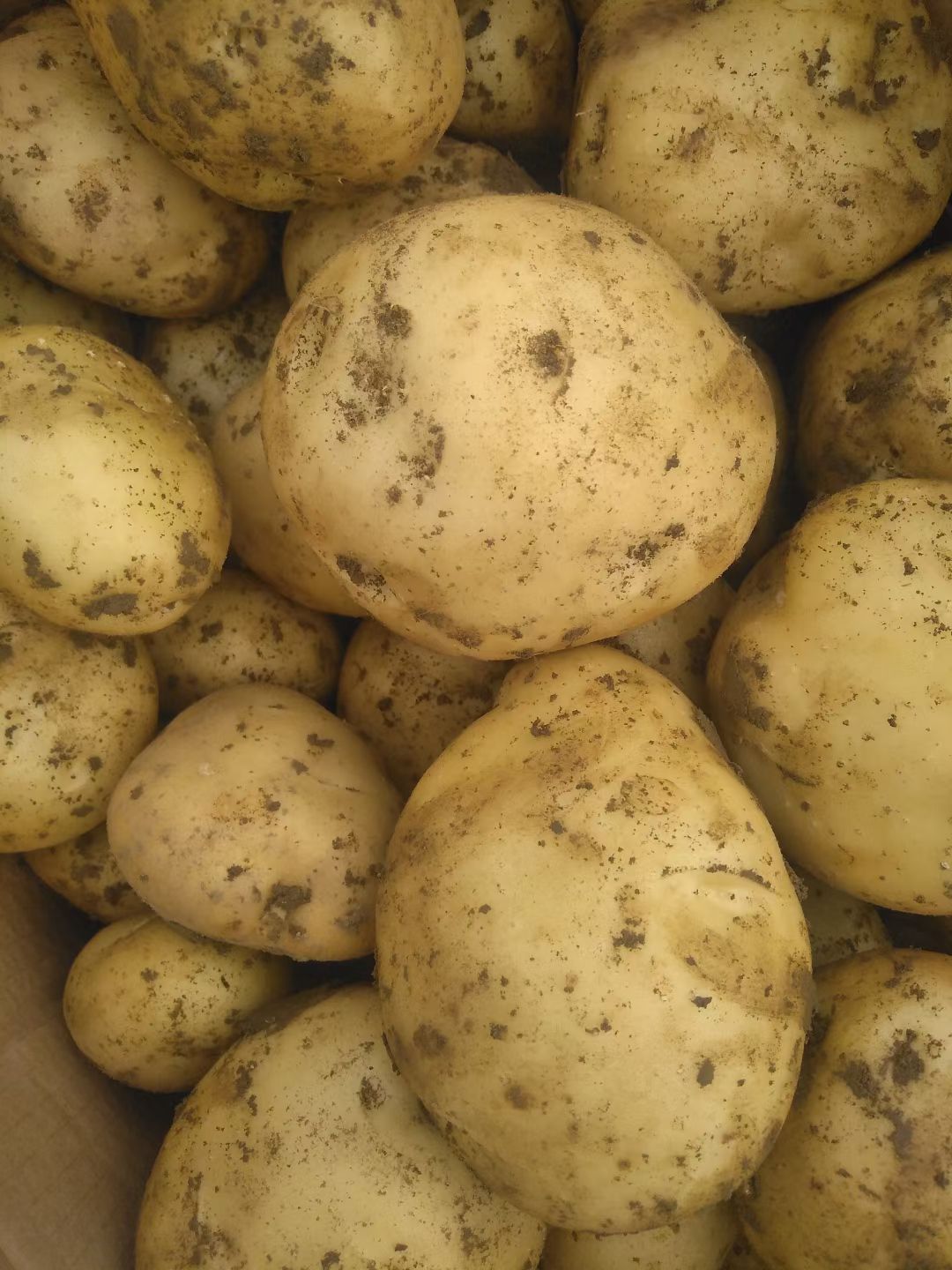 荷兰土豆  早大白，货源多质量好，价格便宜，支持各种包装，