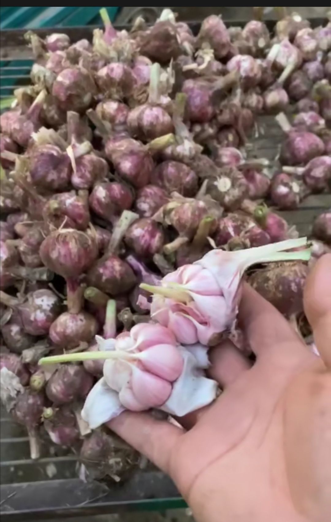 紫皮蒜 紫皮冷库鲜蒜 电商平台，市场批发 鲜蒜/河南紫皮鲜蒜