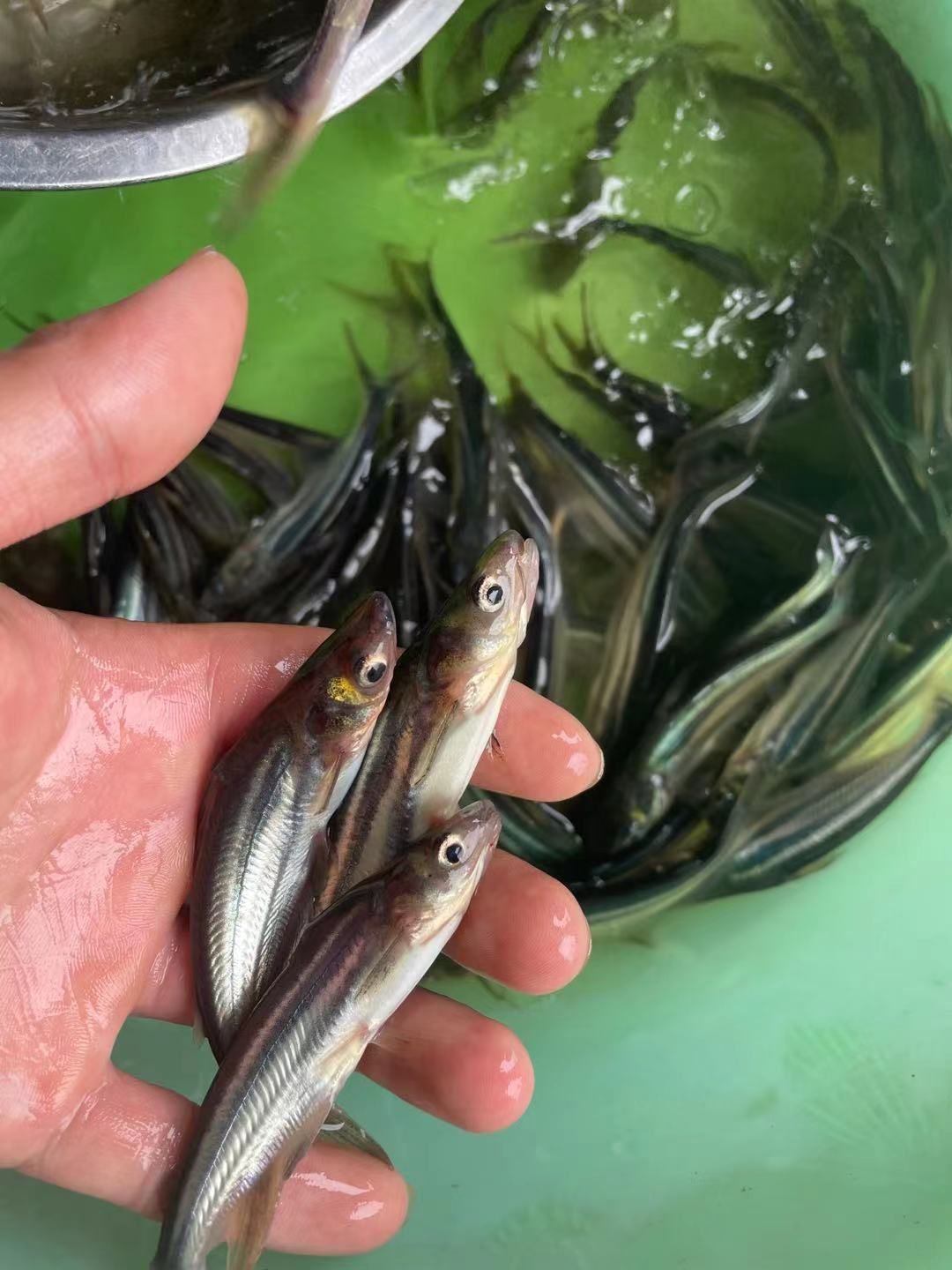 巴沙鱼苗，场地直销全国发货，量大优惠，技术指导养殖规划