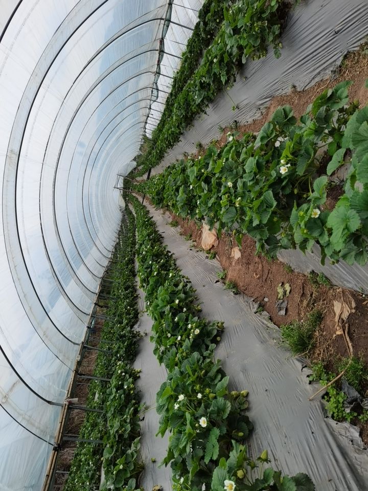 蒙特瑞草莓  夏季草莓