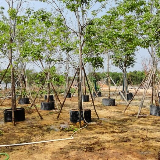 揭阳紫花风铃木  根部发达，枝繁叶茂基地直销，价格实惠