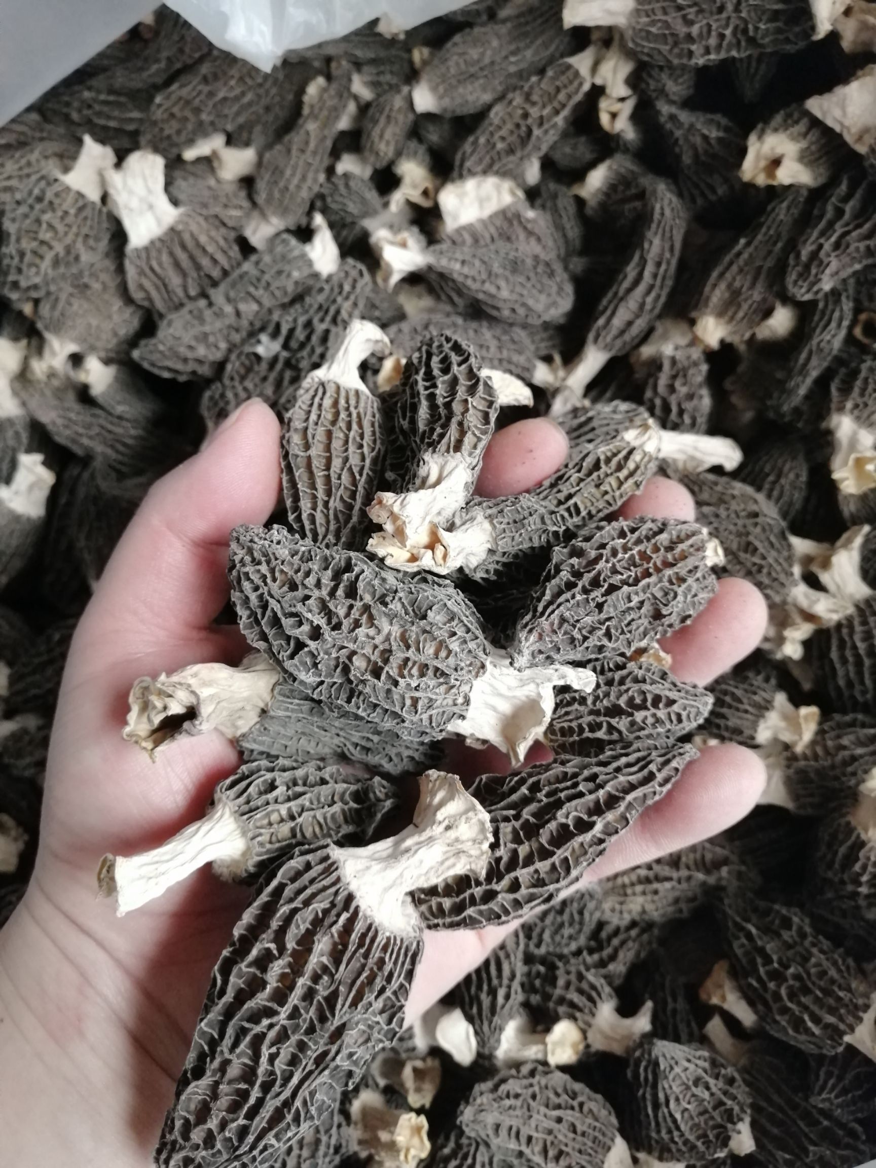 羊肚菌  云南羊肚菌 干羊肚菌 羊肚菌