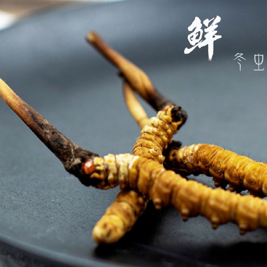 西宁那曲虫草  冬虫夏草，海拔四千米——那曲冬虫夏草