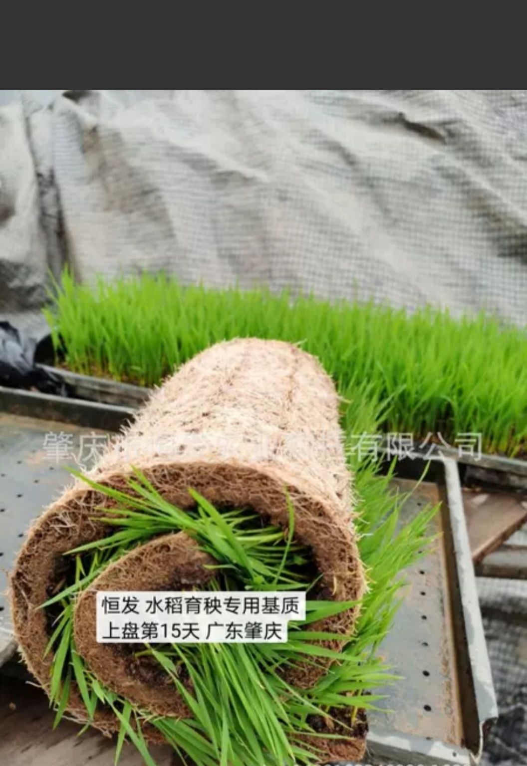 泥炭广东专业配方安全长效育苗专用基质蔬菜水果扦插营养土