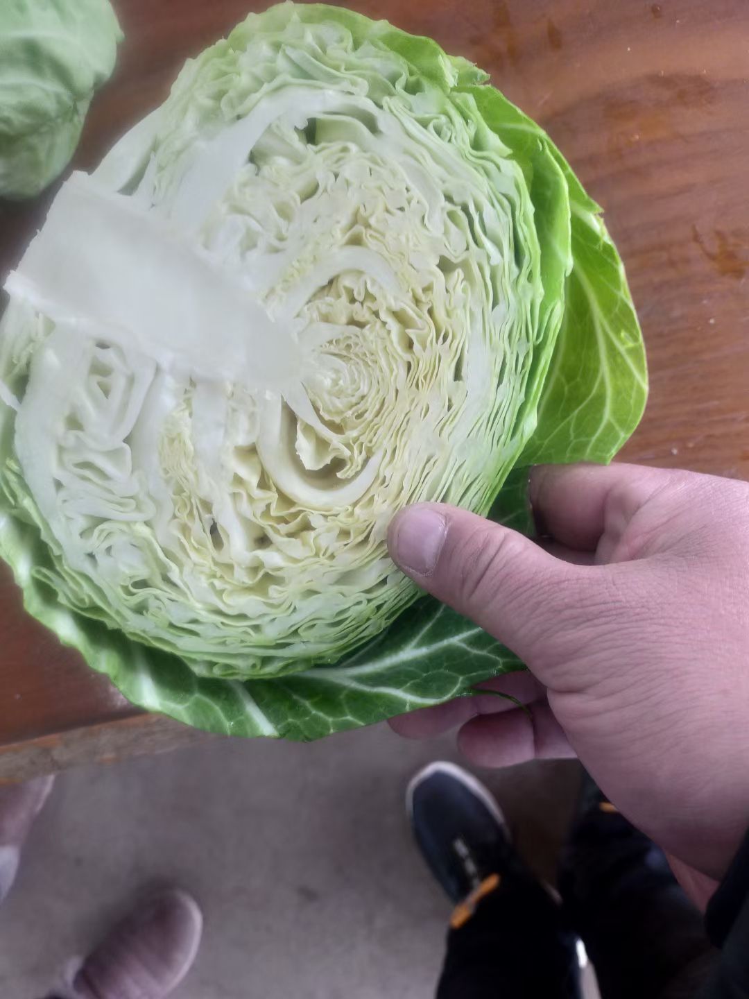 中甘系列  甘蓝