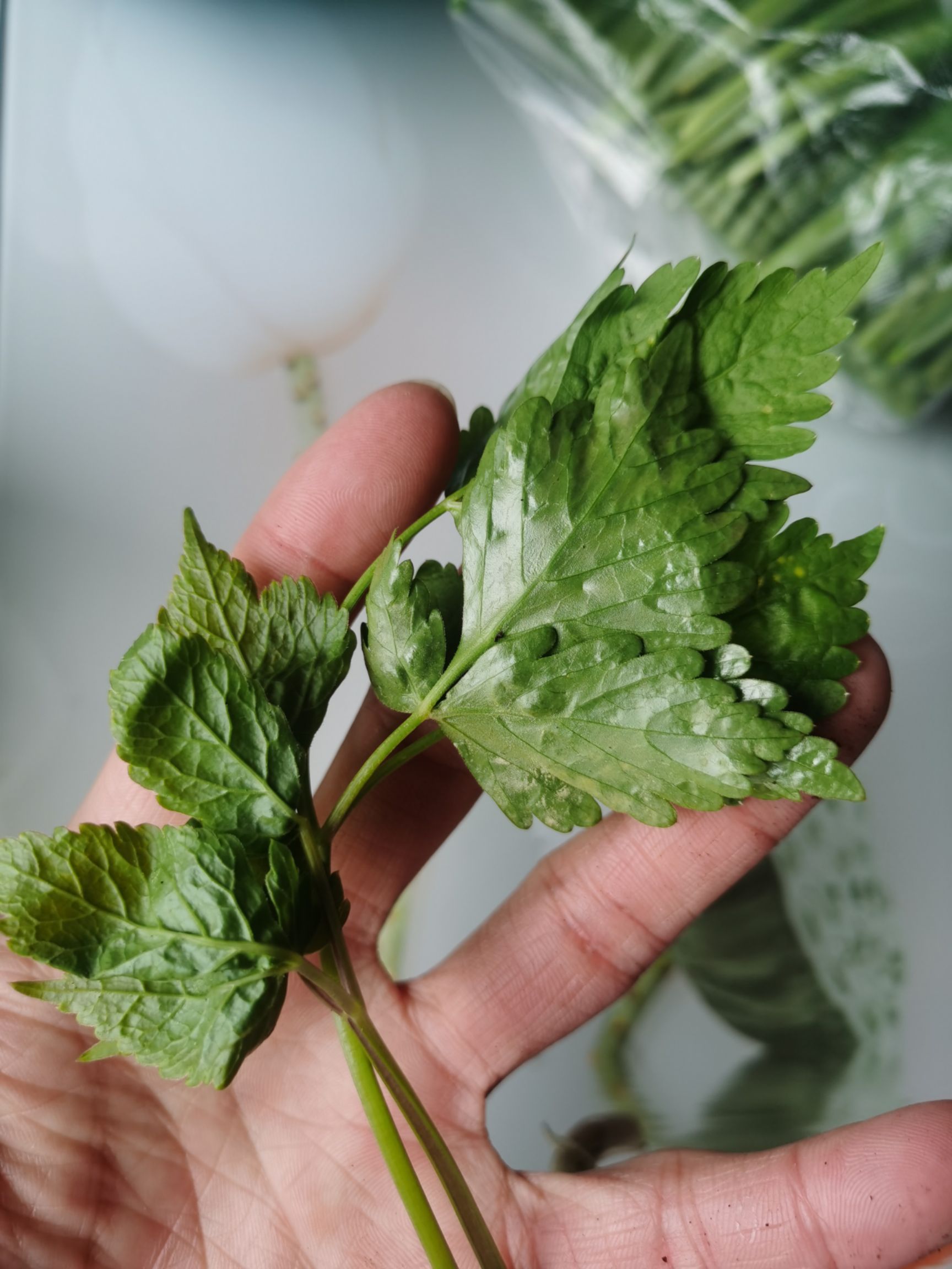 新鲜山芹菜 抚松产地直发 东北特产蔬菜 绿色健康食材