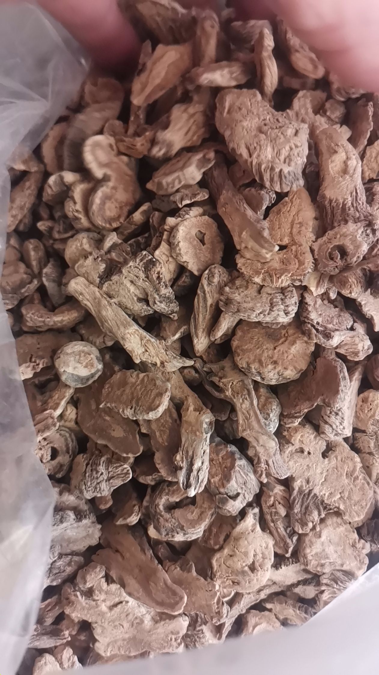 蒲公英茶  蒲公英根茶，自然生长，十年大根，凌添加，拒绝污染