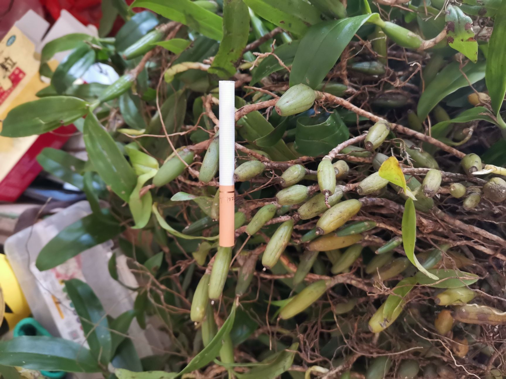 石橄榄  新鲜石仙桃靓货煲汤中药材《双叶中果》批发产地直供包