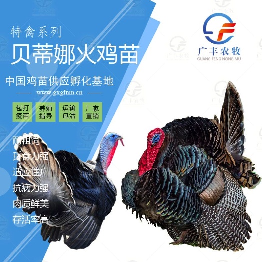 南宁广西贝蒂纳火鸡苗 厂家直销 包疫苗 可谈价回收