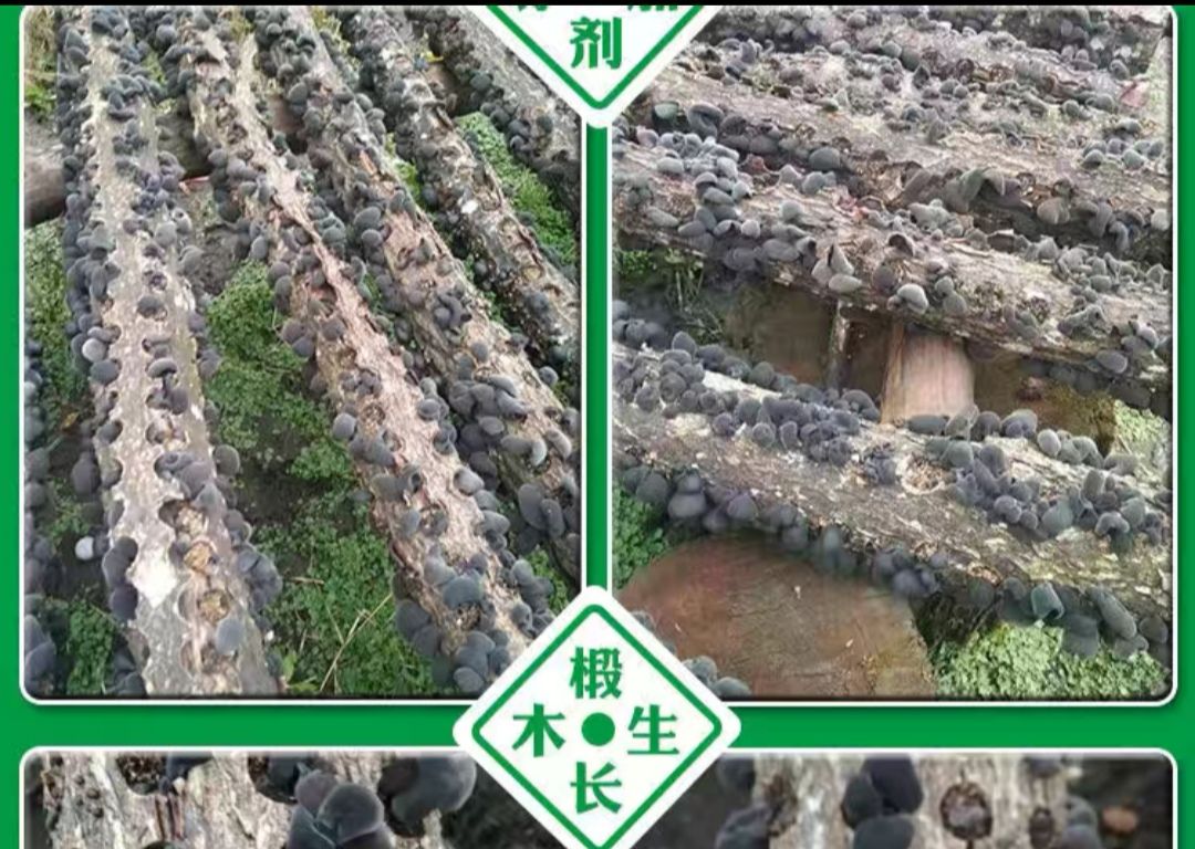 黑木耳 木耳，长白山林下木头生木耳，