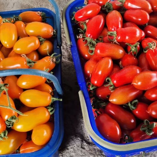 上海金童小番茄 日产量1000—2000斤甜度9—11.3口感香糯