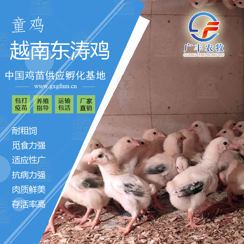 越南东涛鸡苗
