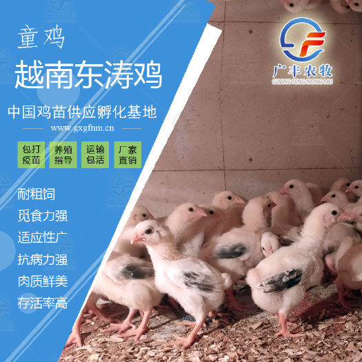 南宁越南东涛鸡苗