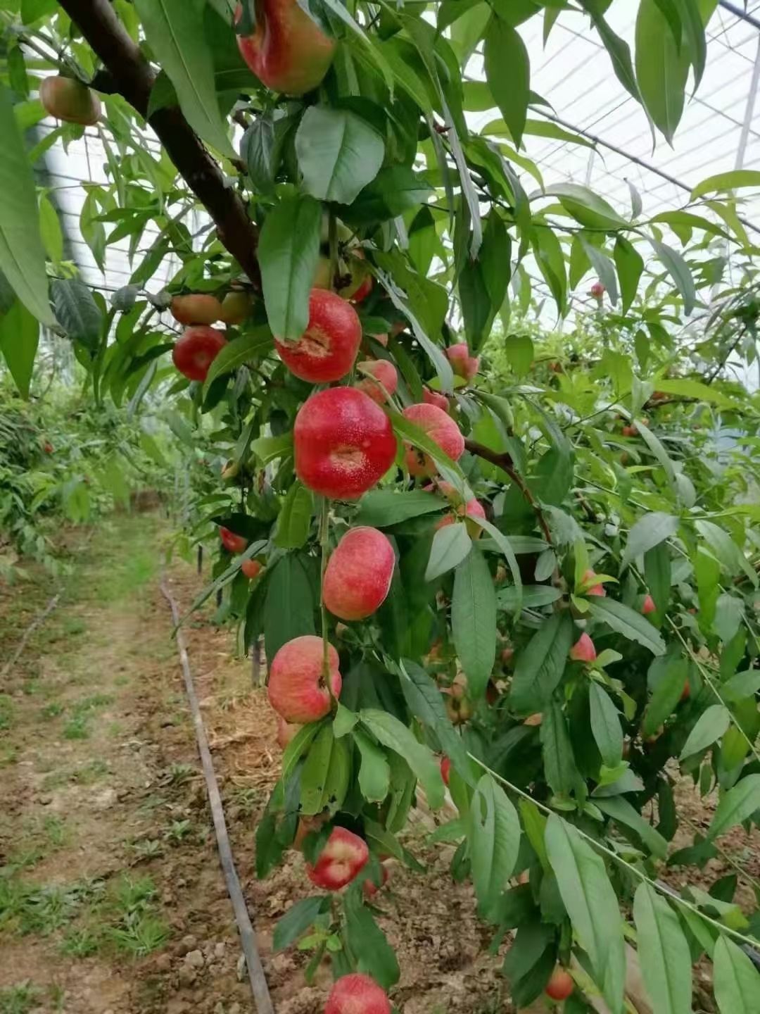 油蟠桃价格，油蟠桃产地油蟠桃批发