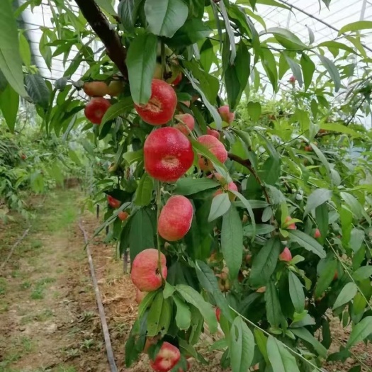 大荔县油蟠桃价格，油蟠桃产地油蟠桃批发