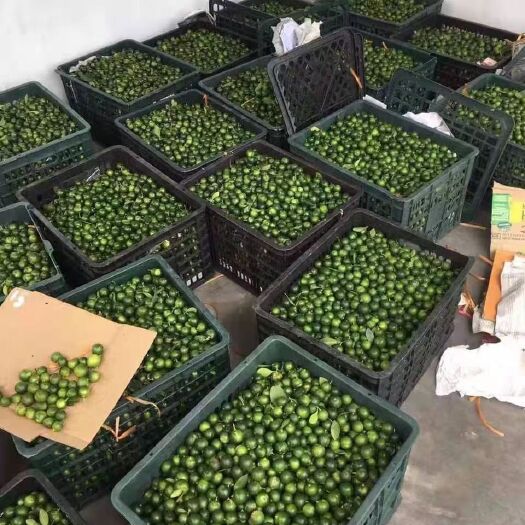 防城港青金桔 小青柠檬