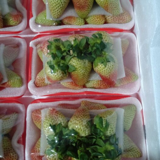 巧家县蒙特瑞草莓  精品十合一，欢迎来电洽谈