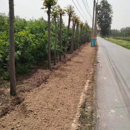 菏泽嘎啦苹果苗  南栾树500多棵，六年的苹果树3000棵，对外出售。价格低