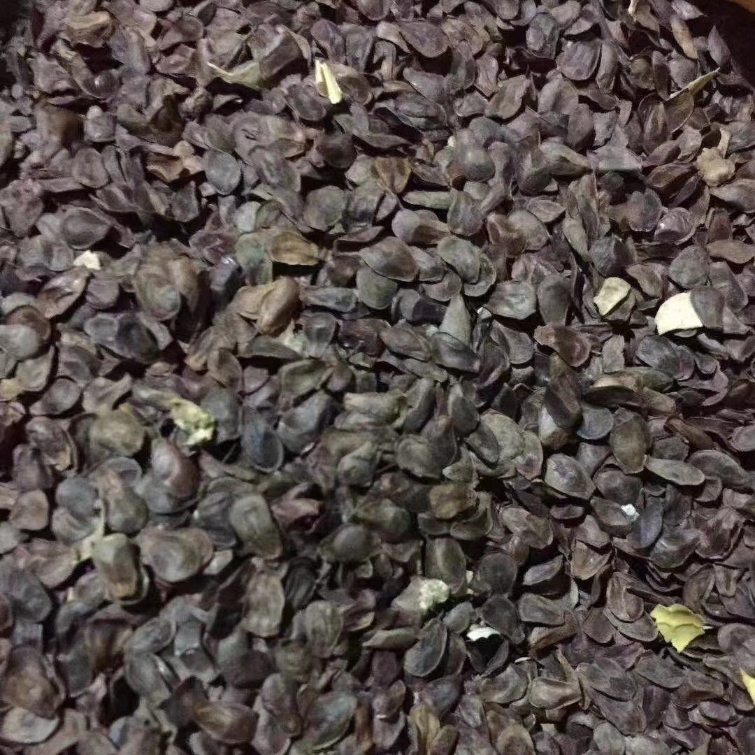 白薇  东北辽宁大叶直水洗干货，基地直发价格实惠