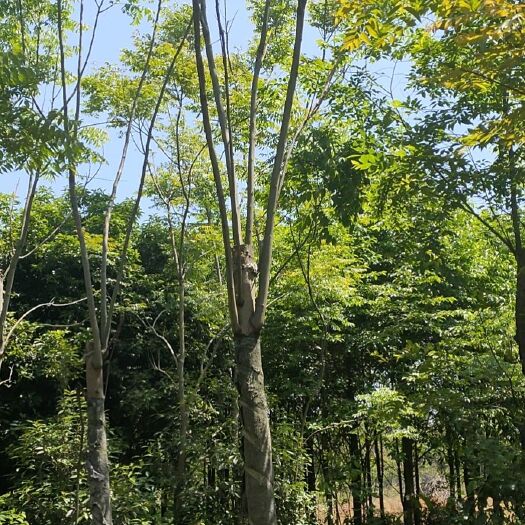 益阳黄山栾树  供应各种规格的栾树