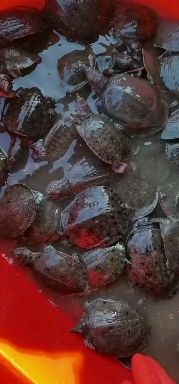 黄沙鳖  长期供应外塘甲鱼苗！自家养殖！货足！大量上市！