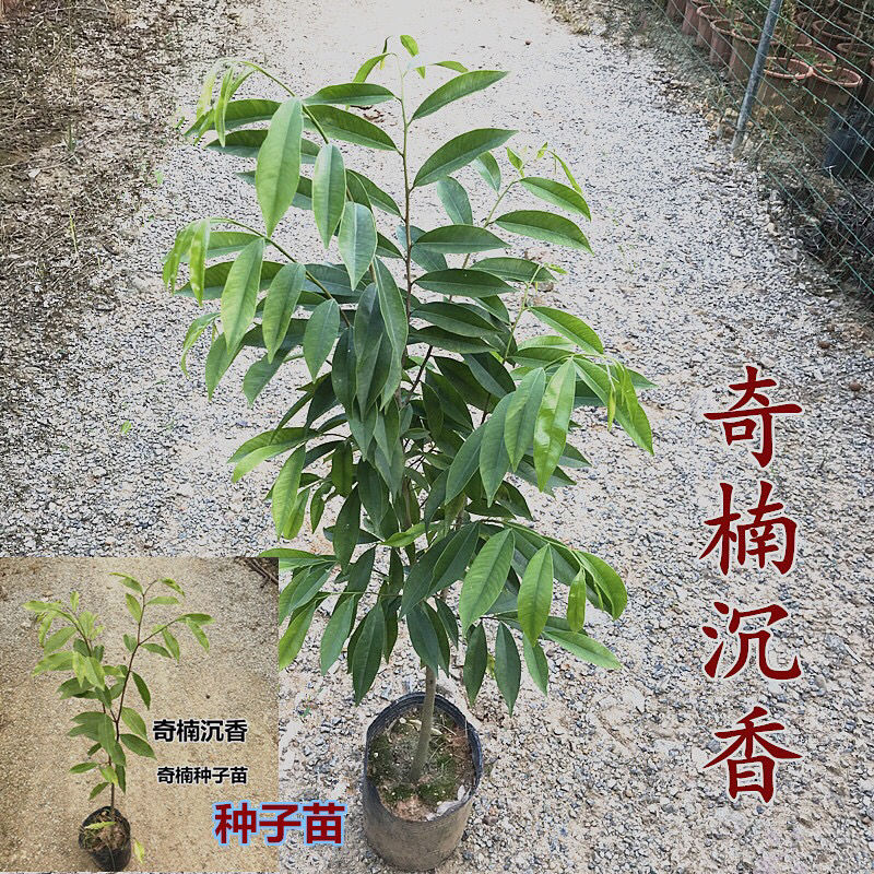  奇楠沉香品种苗